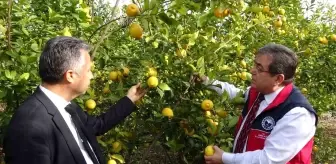 Mersin'de Limon Aromalı Ürünlere Karşı Denetim Başlatıldı