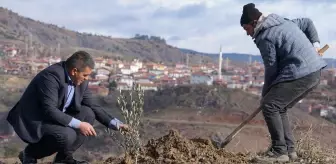 Yaylabaşı Köyü'nde Her Doğan Bebek İçin Ağaç Dikiliyor