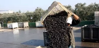 Marmarabirlik Zeytin Alımlarını Tamamladı