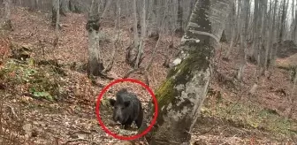 Sinop'ta Domuz Saldırısı: İki Avcı Korku Dolu Anlar Yaşadı