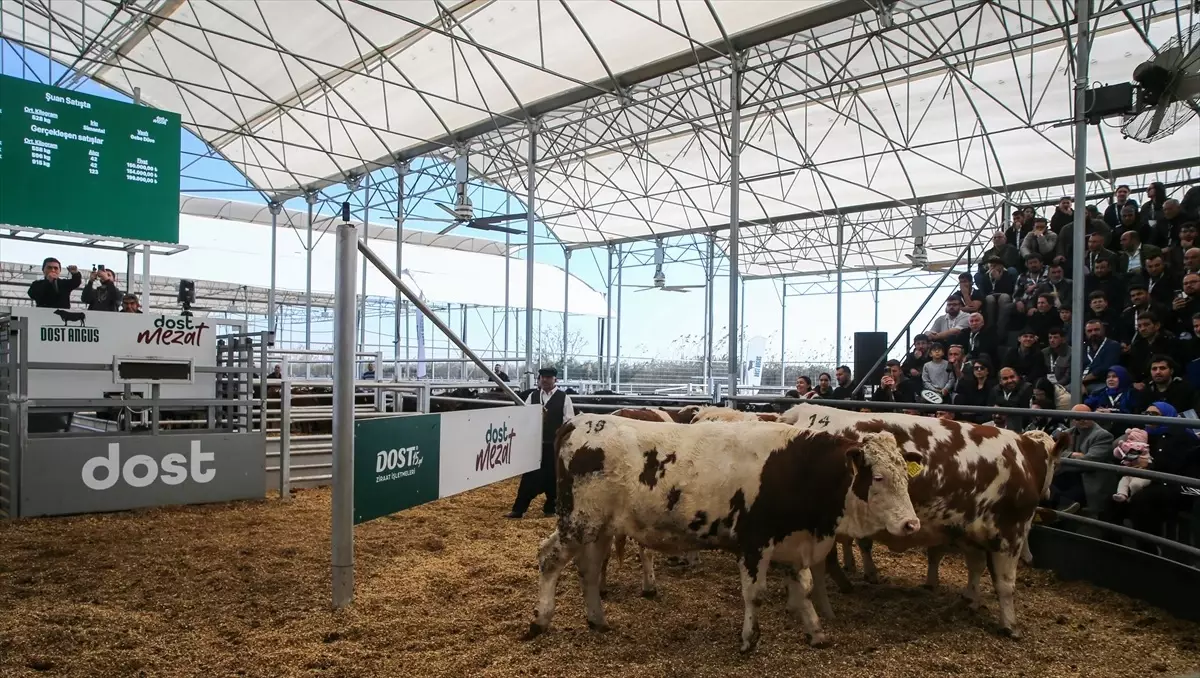 Adana'da Büyükbaş Hayvan Mezatı Düzenlendi