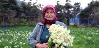 Karaburun'da Nergis Çiçeği Hasadı Başladı