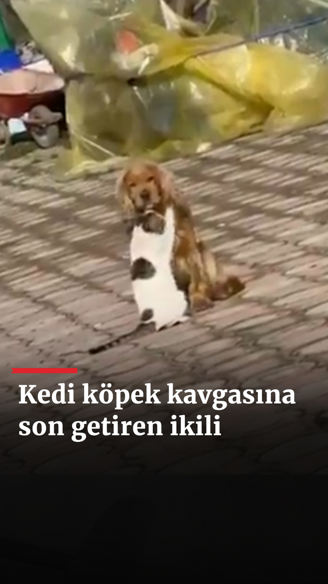 https://foto.haberler.com/haber/2025/01/25/kedi-kopek-kavgasina-son-veren-ikili_8228_o.jpg