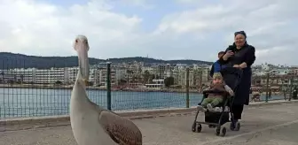 Taşucu'nda Pelikan Halkın Maskotu Oldu