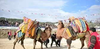 Kumluca'da Geleneksel Deve Güreşi Etkinliği Düzenlendi