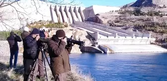 Elazığ'da Kış Ortası Su Kuşu Sayımı Başladı