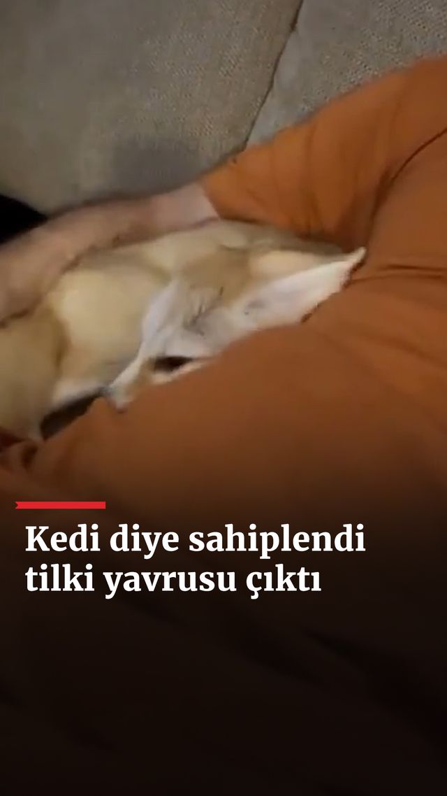 https://foto.haberler.com/haber/2025/01/26/kedi-diye-sahiplendi-tilki-yavrusu-cikti_6823_o.jpg