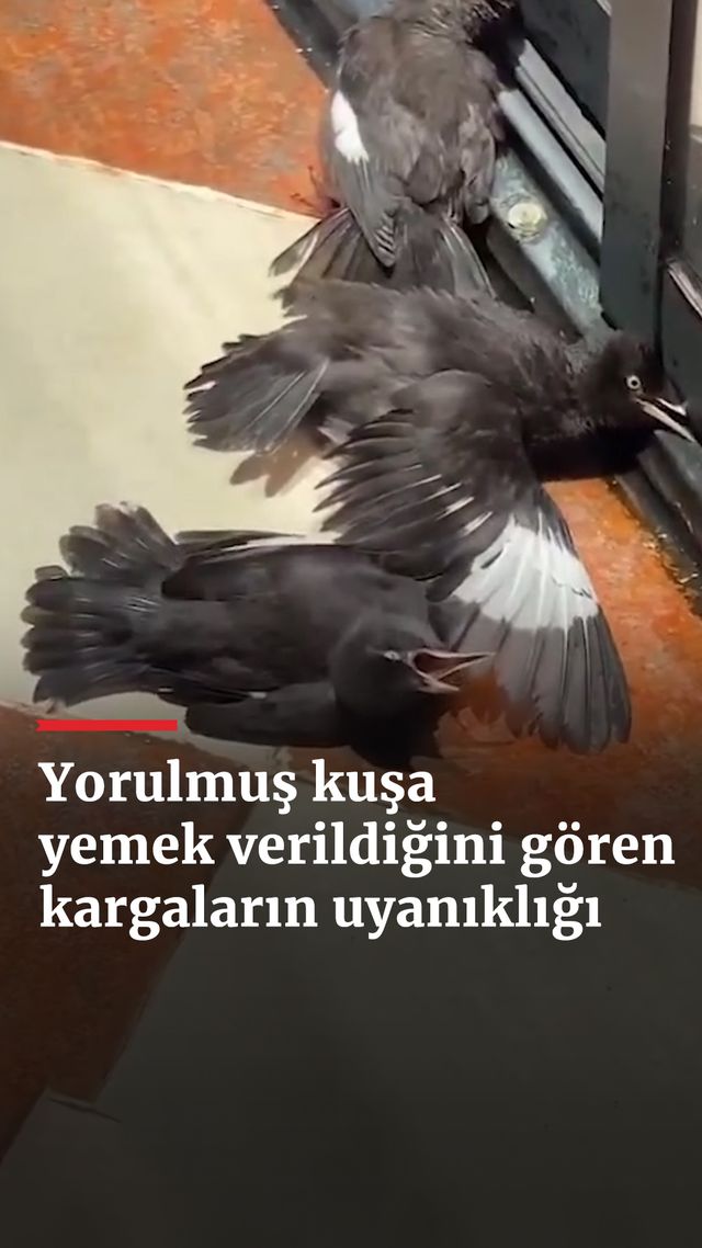 https://foto.haberler.com/haber/2025/01/26/yorulmus-kusa-yemek-verildigini-goren-kargalarin-uyanikligi-gulumsetti_3674_o.jpg