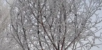 Doğu Anadolu'da Kar Yağışı ve Soğuk Hava Etkili