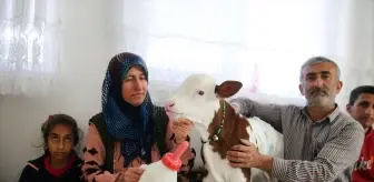 Erken Doğan Buzağıya Aile Şefkati