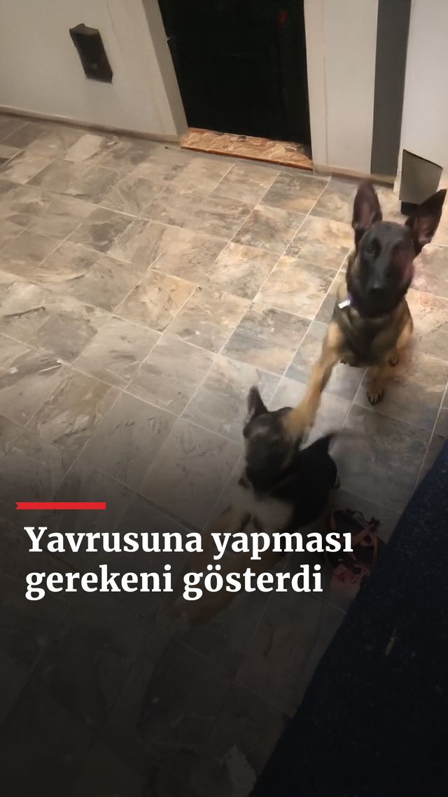 https://foto.haberler.com/haber/2025/01/27/yavrusuna-mama-icin-yapmasi-gerekeni-gosterdi_9385_o.jpg