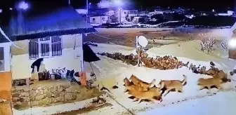 Ardahan'da Çoban Köpeği, Kurt Sürüsüne Karşı Mücadele Etti