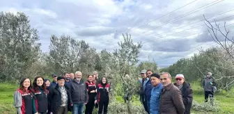 Aliağa'da Zeytin Ağacı Budama Kursu Düzenlendi