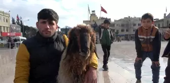 Kilis'te Koyunuyla Sokakları Dolaşan Genç Maskot Haline Geldi