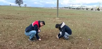 Afyonkarahisar'da Hububat Hasadı İçin Verim Artışı Çalışmaları Devam Ediyor