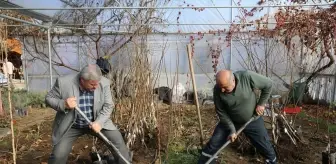 Emekli Ziraat Mühendisi Fındık Aşılayarak Ekonomi Sağlıyor