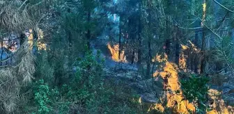 Kocaeli İzmit'te Orman Yangını Kontrol Altına Alındı