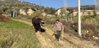 Arif Eygi'nin Boğası 'Karizma' Güreşlere Hazırlanıyor