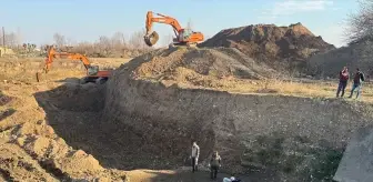 Şanlıurfa'da 240 Kaplumbağa Mahsur Kaldı, Kurtarıldı