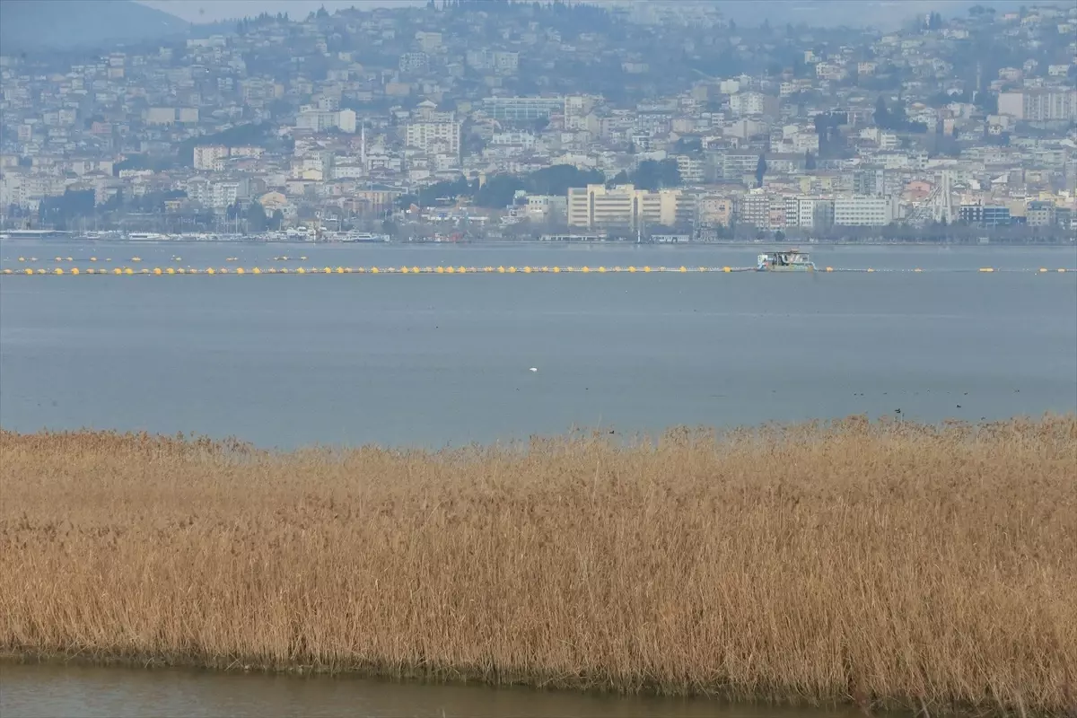 Kocaeli'de Flamingo Gözlem Şenliği Düzenlendi
