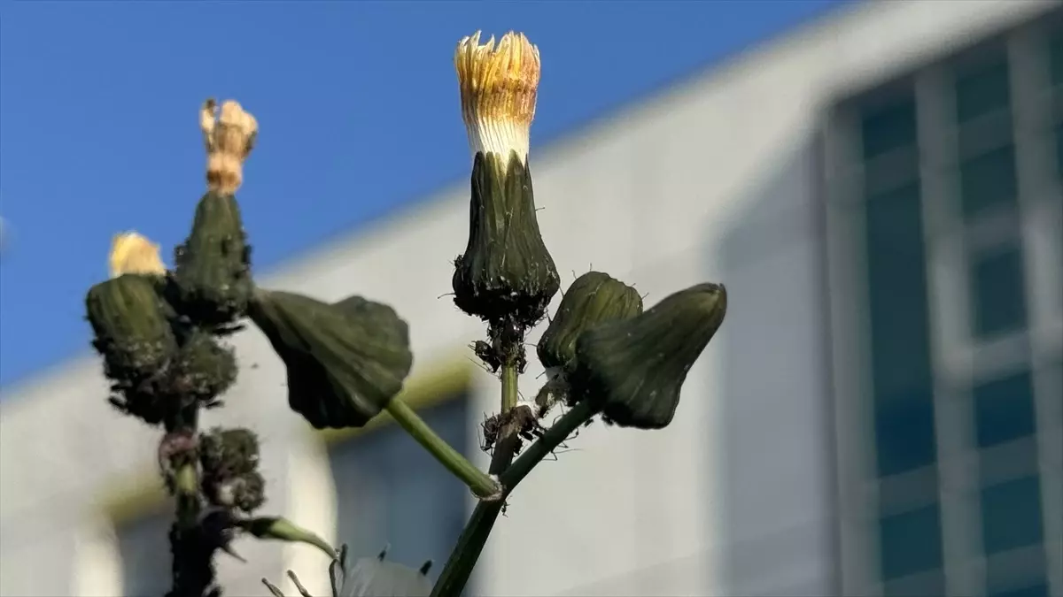 İklim Değişikliği Tarımda Verim Düşüklüğüne Neden Oluyor