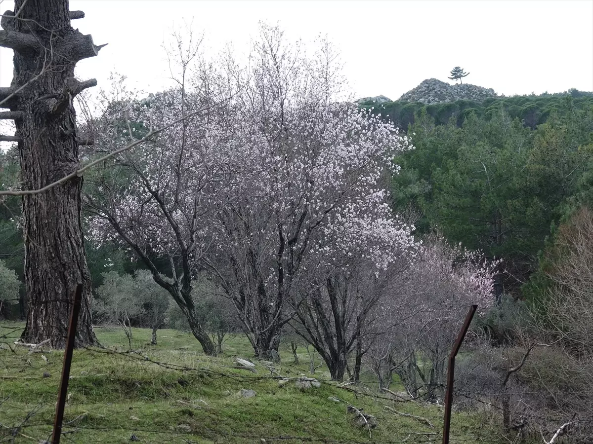 Erken Çiçek Açan Meyve Ağaçları Endişe Veriyor