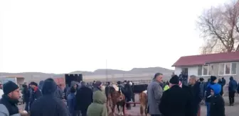 Sivas'ın Ulaş İlçesinde Canlı Hayvan Pazarı Yeniden Açıldı