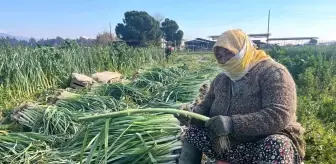 Kadınlar Kış Sebzelerinin Hasadında Hummalı Çalışıyor