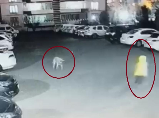 Dog Attack in Diyarbakır: Moments of the Woman and Child's Escape Caught on Camera