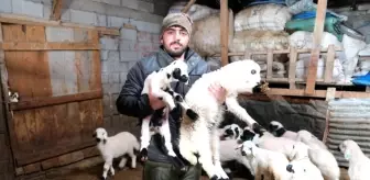 Erzincan'da Kuzu Doğum Sezonu İçin Yoğun Mesai Başladı