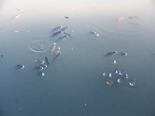 Warning of 'botulismus' for the Ceyhan River: It paralyzes the nervous system and causes deaths