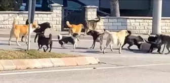 Edirne'de Sokak Köpekleri Arasında Korkutucu Kavga