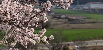 Tekirdağ'da Badem Ağaçları Erken Çiçek Açtı