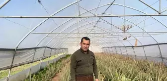 Hakkari'de Aloe Vera Üreten Girişimci Pazarlama Sorunlarıyla Mücadele Ediyor