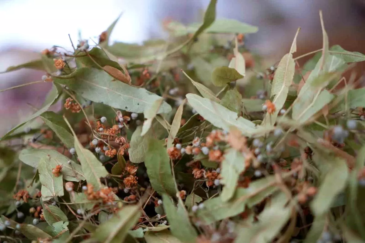 Samsun'da Ihlamur Fiyatları Artarken Kış Çayı Satışları Yükselişte
