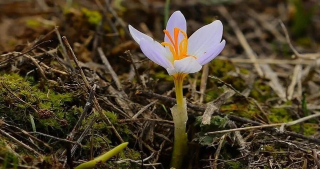 Cemre ne zaman düşer 2025? Cemre düştüğü nasıl anlaşılır?