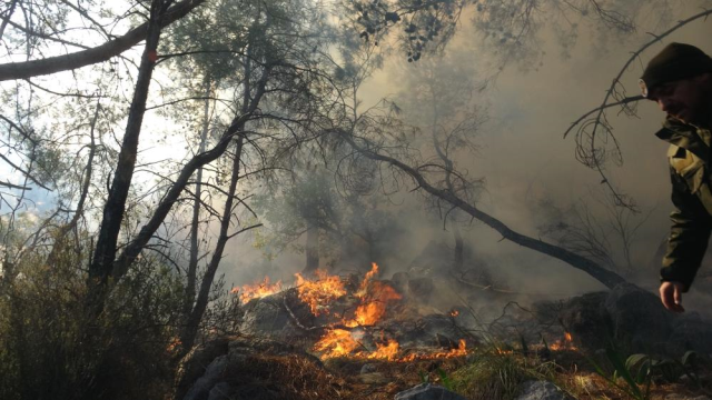 The broken high voltage line caused a forest fire