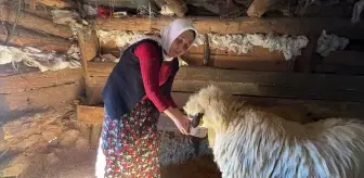 Giresunlu Emine Eker, Hayvancılıkla Geçimini Sağlıyor