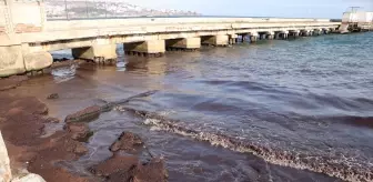 Tekirdağ Kıyılarında Kırmızı Yosun Oluştu