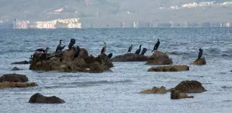 Balıkesir'de deniz çekildi, 2 bin 500 yıllık antik liman ortaya çıktı