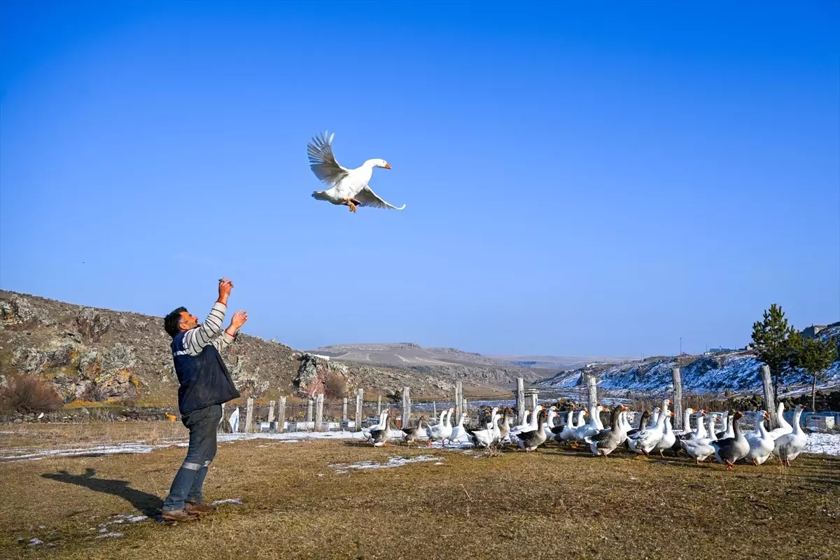 Kars'ta Kaz Kesim Çalışmaları Hız Kazandı