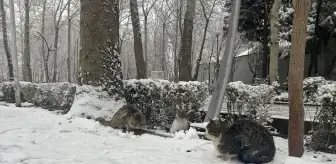 Tahran'a Yılın İlk Karı Yağdı