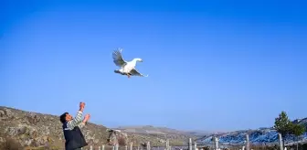 Kars'ta Kaz Kesim Çalışmaları Hız Kazandı