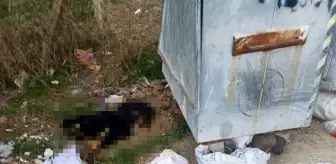 Kırklareli'nde Ölü Köpek ve Kuzu Bulundu, Soruşturma Başlatıldı