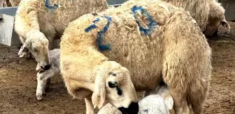 Malatya'da Kuzulama Sezonu Başladı