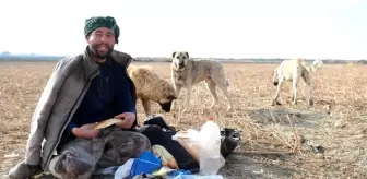 Çoban Köpekleri, Sürülerin Can Güvenliğinin Teminatı