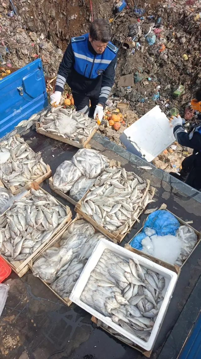 Unhealthy Fish Destroyed in Tarsus