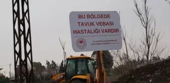 O ilde kuş gribi paniği! Apar topar karantinaya alındı