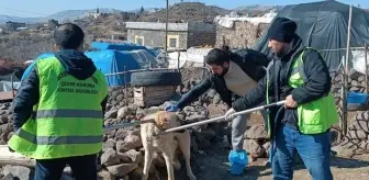 Kuduz köpek 3 kişiyi ısırdı, bölge karantinaya alındı