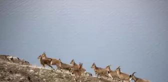 Tunceli'de Yaban Keçileri Kış Mevsiminde Alçak Kesimlerde Besleniyor